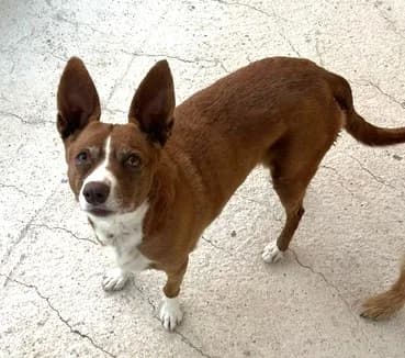 Milka, female Mixed Breed for adoption at Tierischgeholfen e.V.