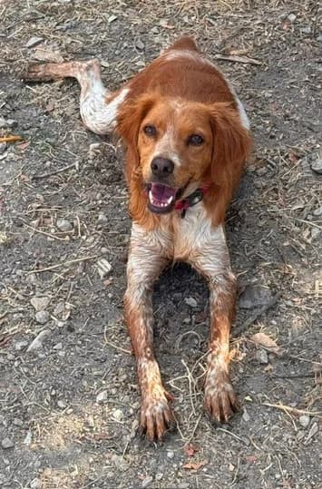 Bonny, female Mixed Breed for adoption at Tierischgeholfen e.V.
