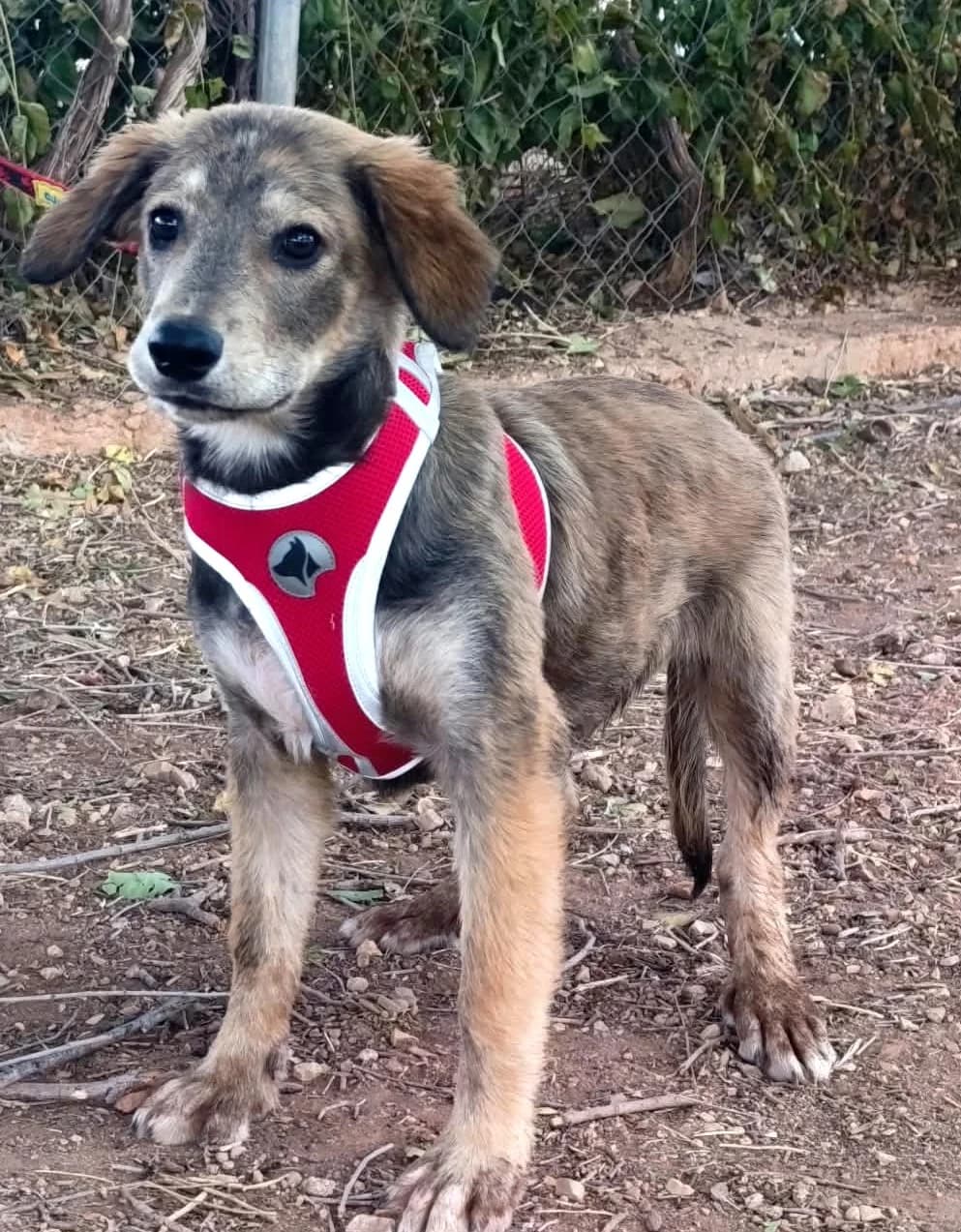 Aramis, male puppy Mixed Breed for adoption at Tierischgeholfen e.V.