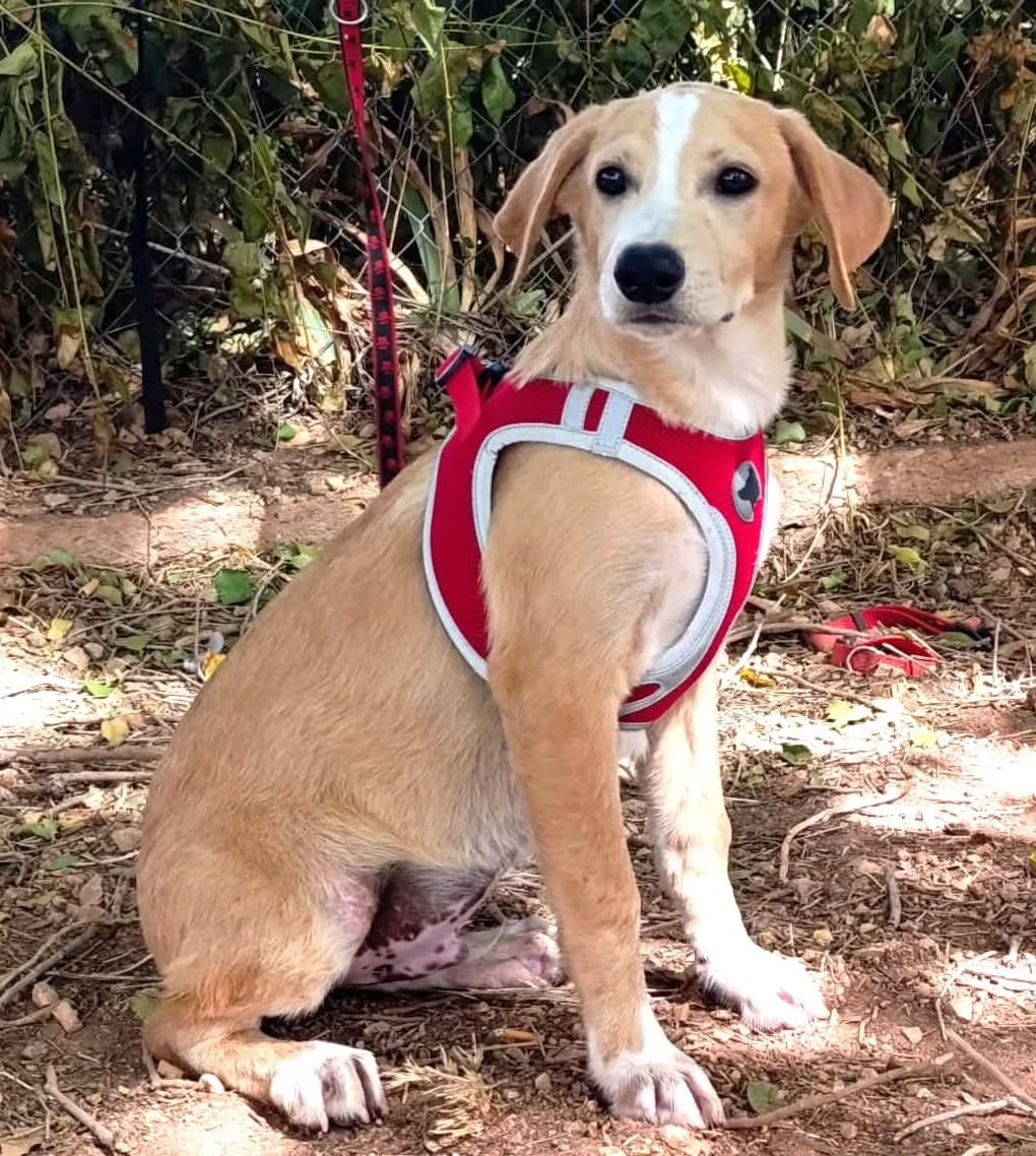 Amico, male puppy Mixed Breed for adoption at Tierischgeholfen e.V.