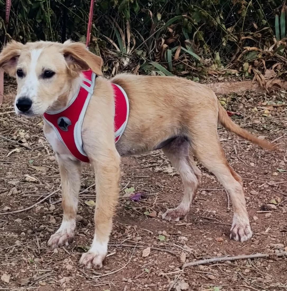 Joy, female puppy Mixed Breed for adoption at Tierischgeholfen e.V.