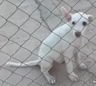 Blanki, female puppy Podenco for adoption at Tierischgeholfen e.V.