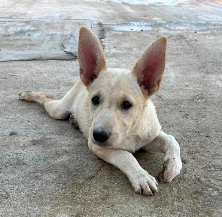 Clara2, female puppy Podenco for adoption at Tierischgeholfen e.V.