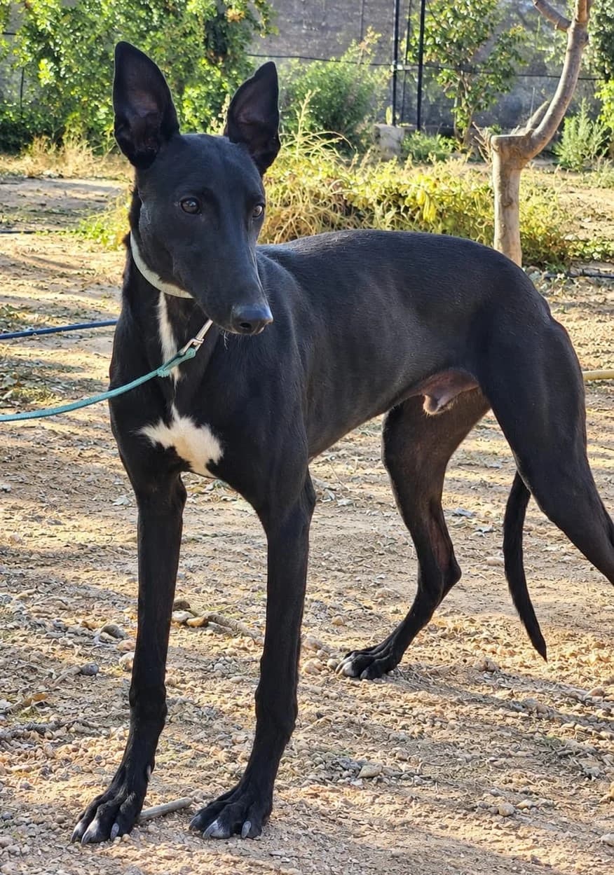 Ciclon, male Galgo EspaΓ±ol for adoption at Tierischgeholfen e.V.