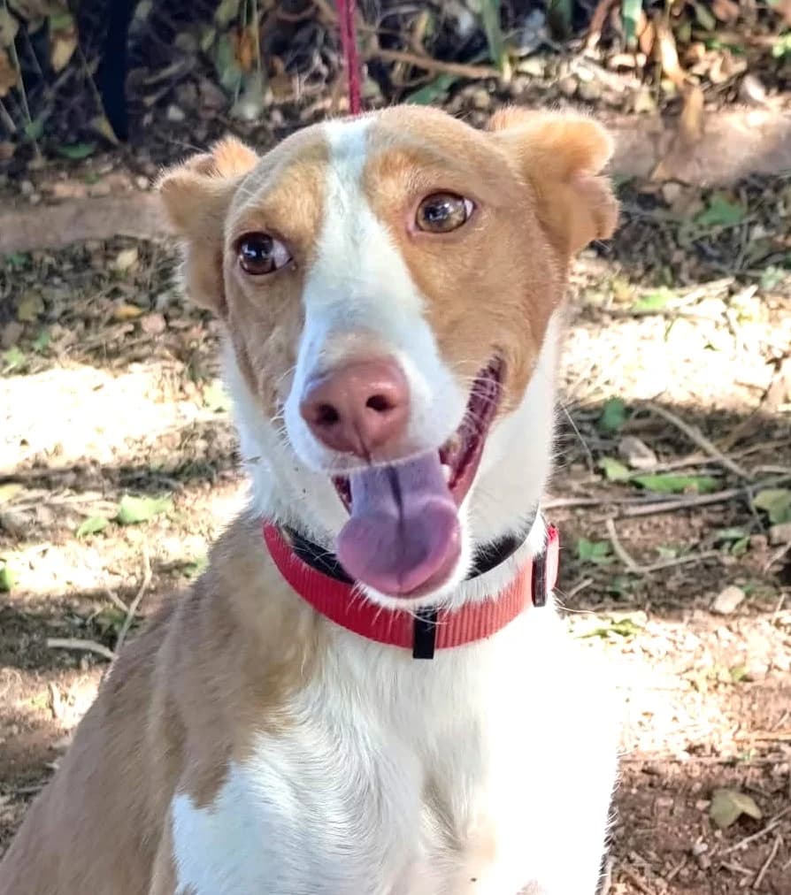 Mojita, female Podenco for adoption at Tierischgeholfen e.V.