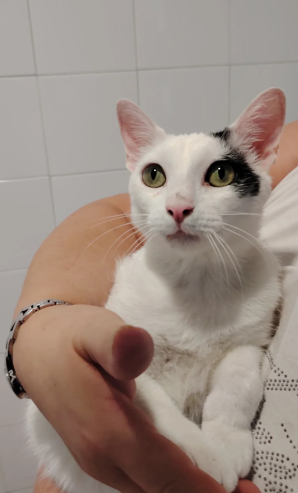 Oreo, male puppy Mixed Breed Cat for adoption at Tierischgeholfen e.V.