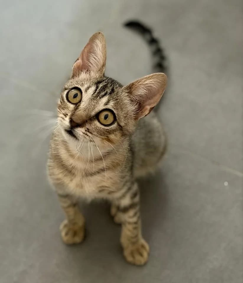 Tony, male Mixed Breed Cat for adoption at Tierischgeholfen e.V.