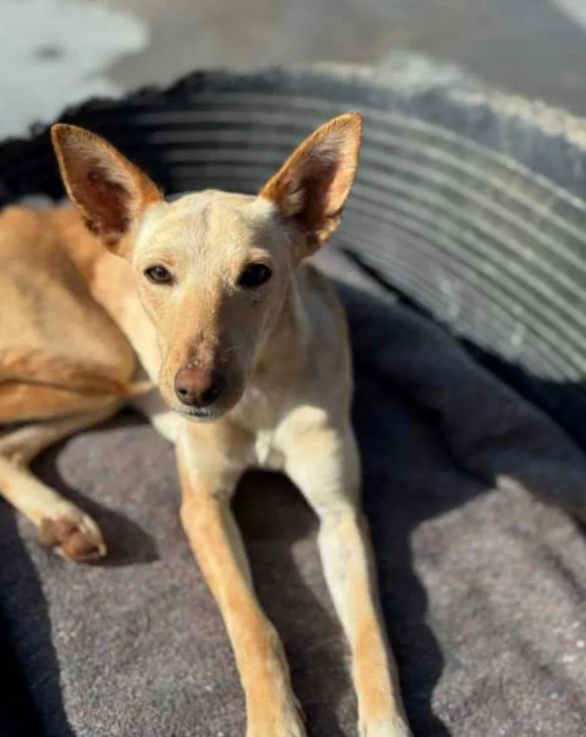 Selma, female Podenco for adoption at Tierischgeholfen e.V.
