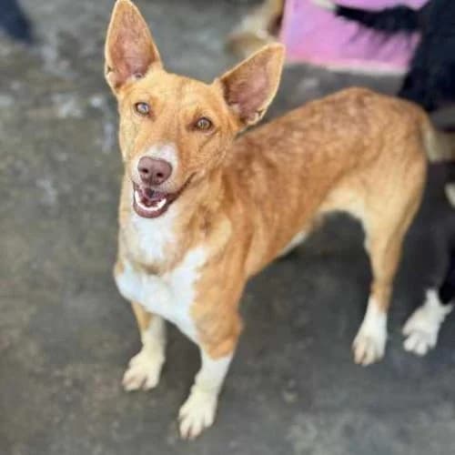 Alba, golden female Podenco for adoption at Tierischgeholfen e.V.