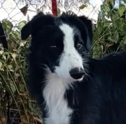 Linux, male Collie for adoption at Tierischgeholfen e.V.