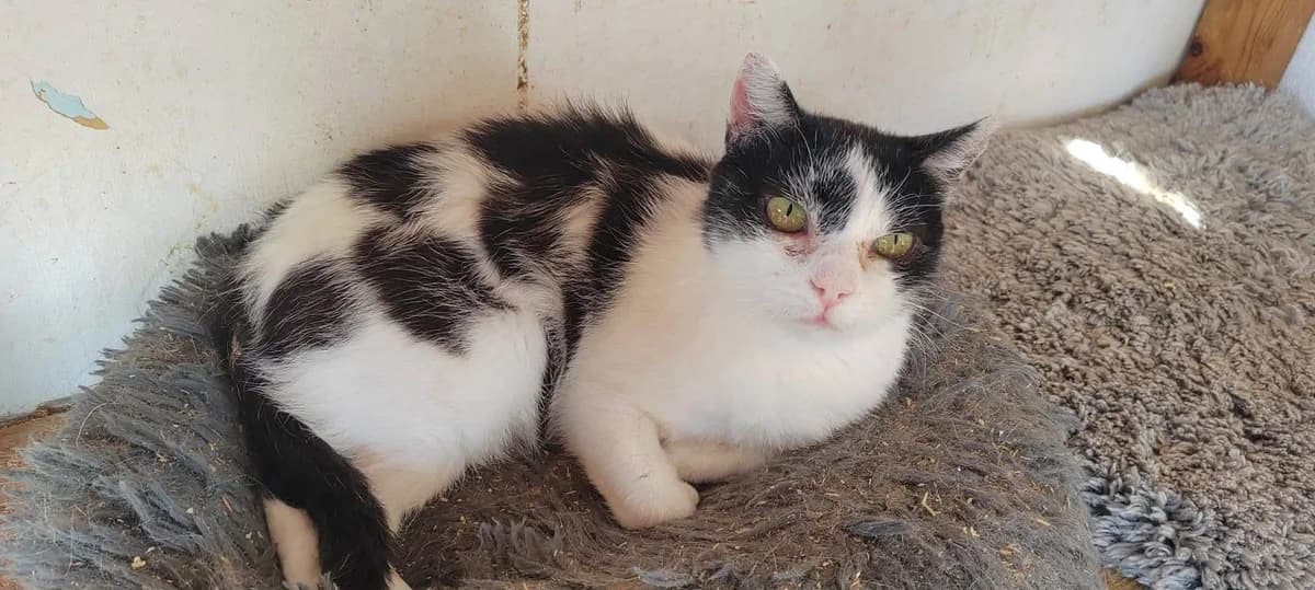 Dora, female Mixed Breed Cat for adoption at Tierischgeholfen e.V.