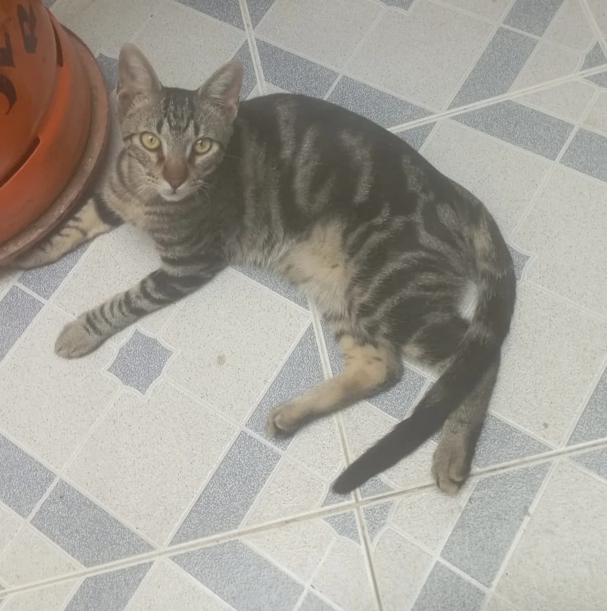 Venu, male Mixed Breed Cat for adoption at Tierischgeholfen e.V.