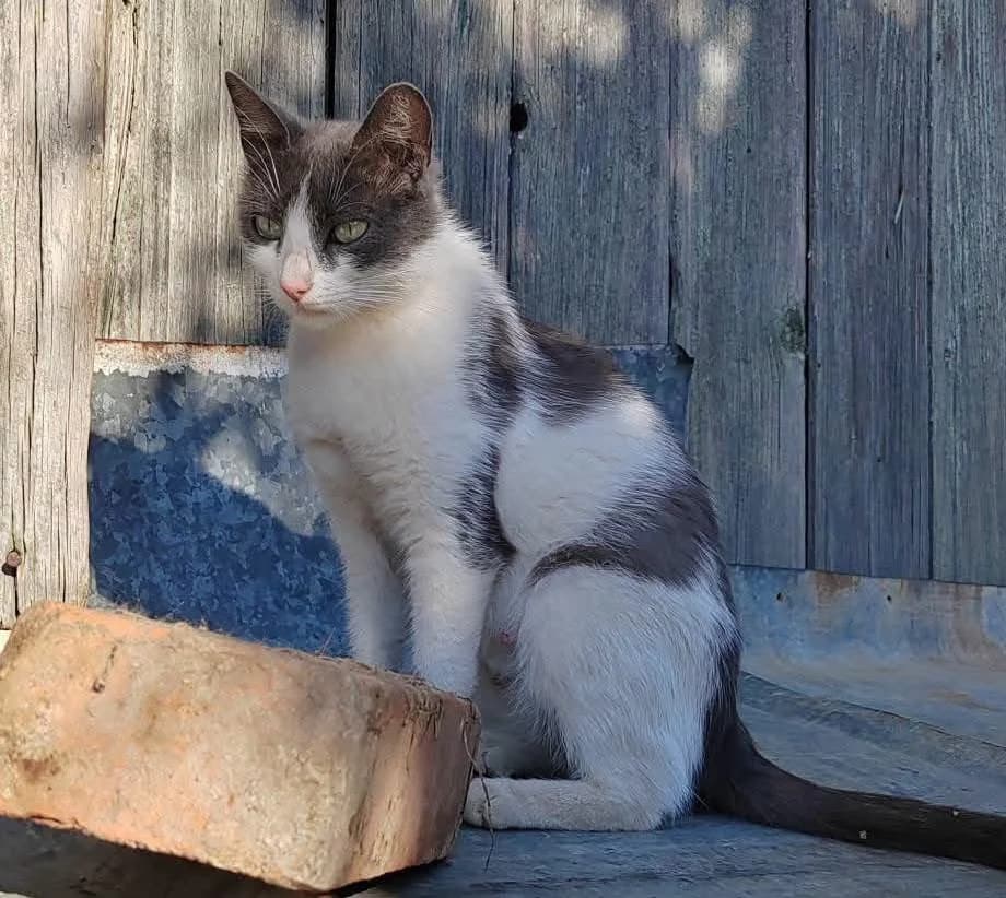 Vero, female puppy Mixed Breed Cat for adoption at Tierischgeholfen e.V.