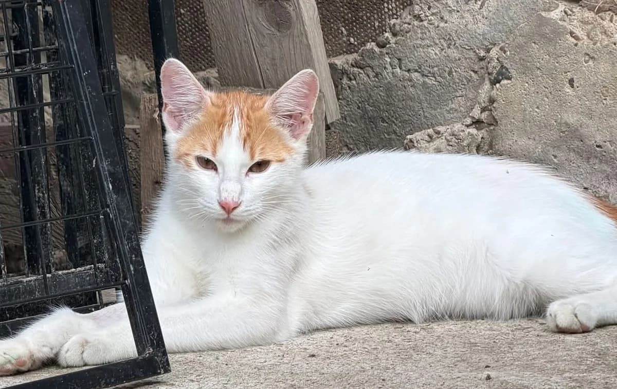 Jack, male Mixed Breed Cat for adoption at Tierischgeholfen e.V.
