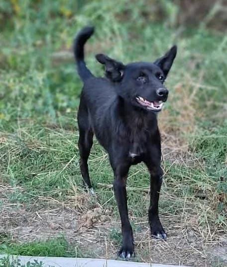 Betty, female Mixed Breed for adoption at Tierischgeholfen e.V.