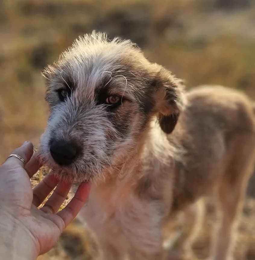 Codruta, female Mixed Breed for adoption at Tierischgeholfen e.V.