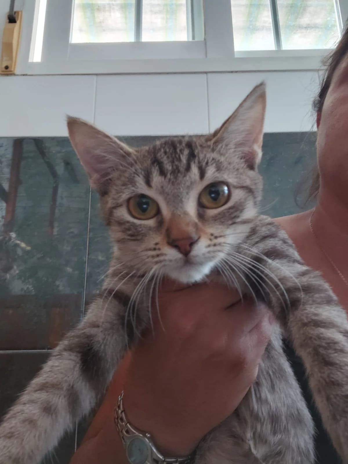 Mosquito, female Mixed Breed Cat for adoption at Tierischgeholfen e.V.