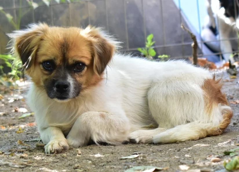 Cappuccino, male Mixed Breed for adoption at Tierischgeholfen e.V.