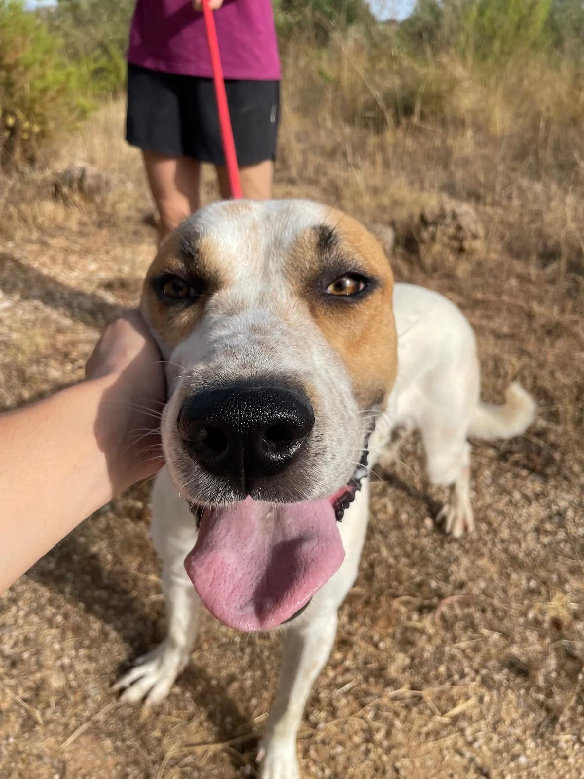 Baloo, male Mixed Breed for adoption at Tierischgeholfen e.V.