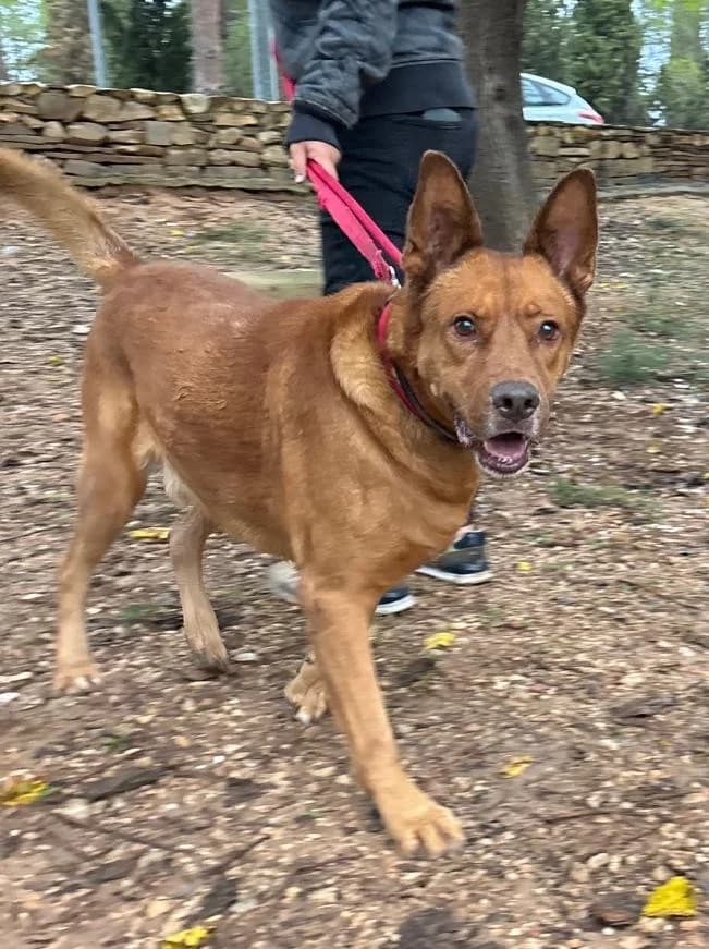 Checko, male German Shepherd for adoption at Tierischgeholfen e.V.