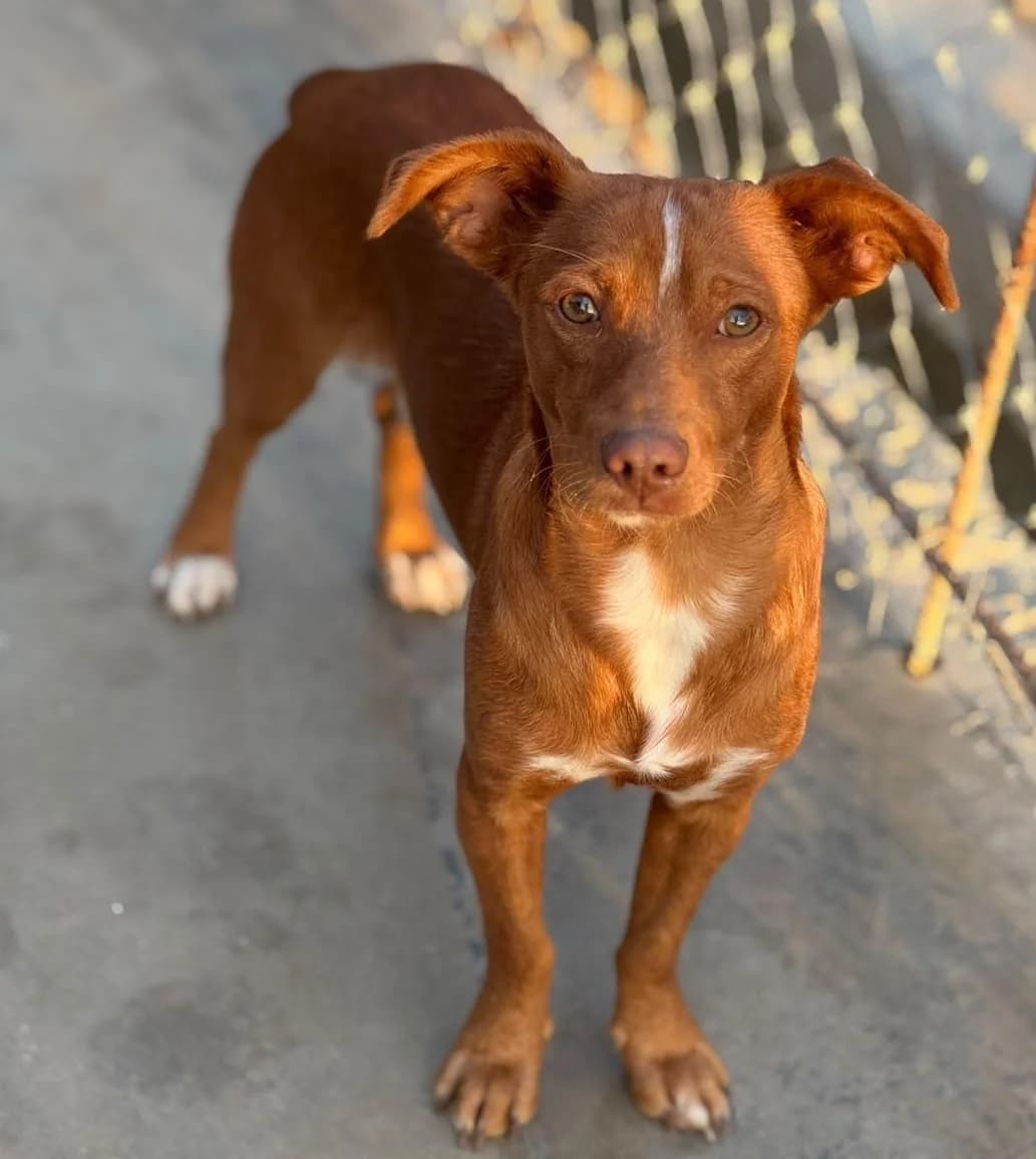 Comino, male puppy Podenco for adoption at Tierischgeholfen e.V.