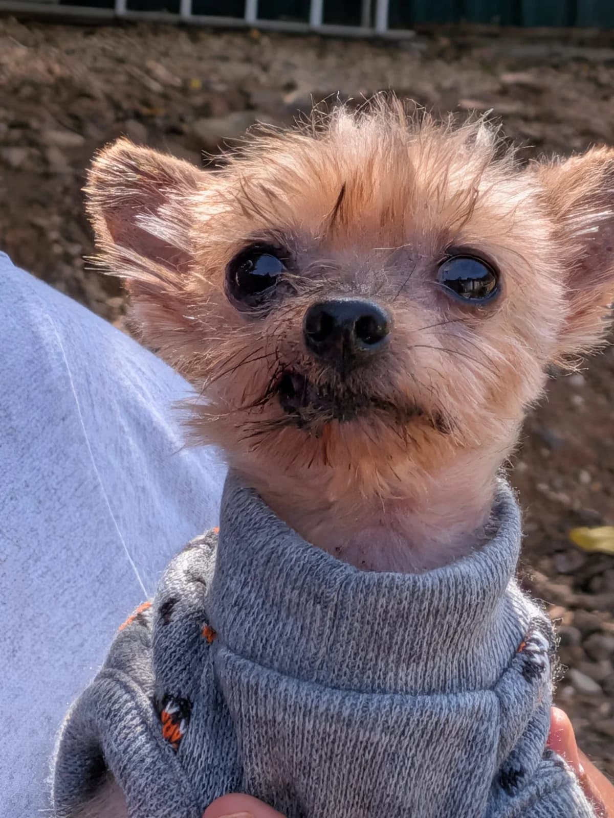 Monchito, male Yorkshire Terrier for adoption at Tierischgeholfen e.V.