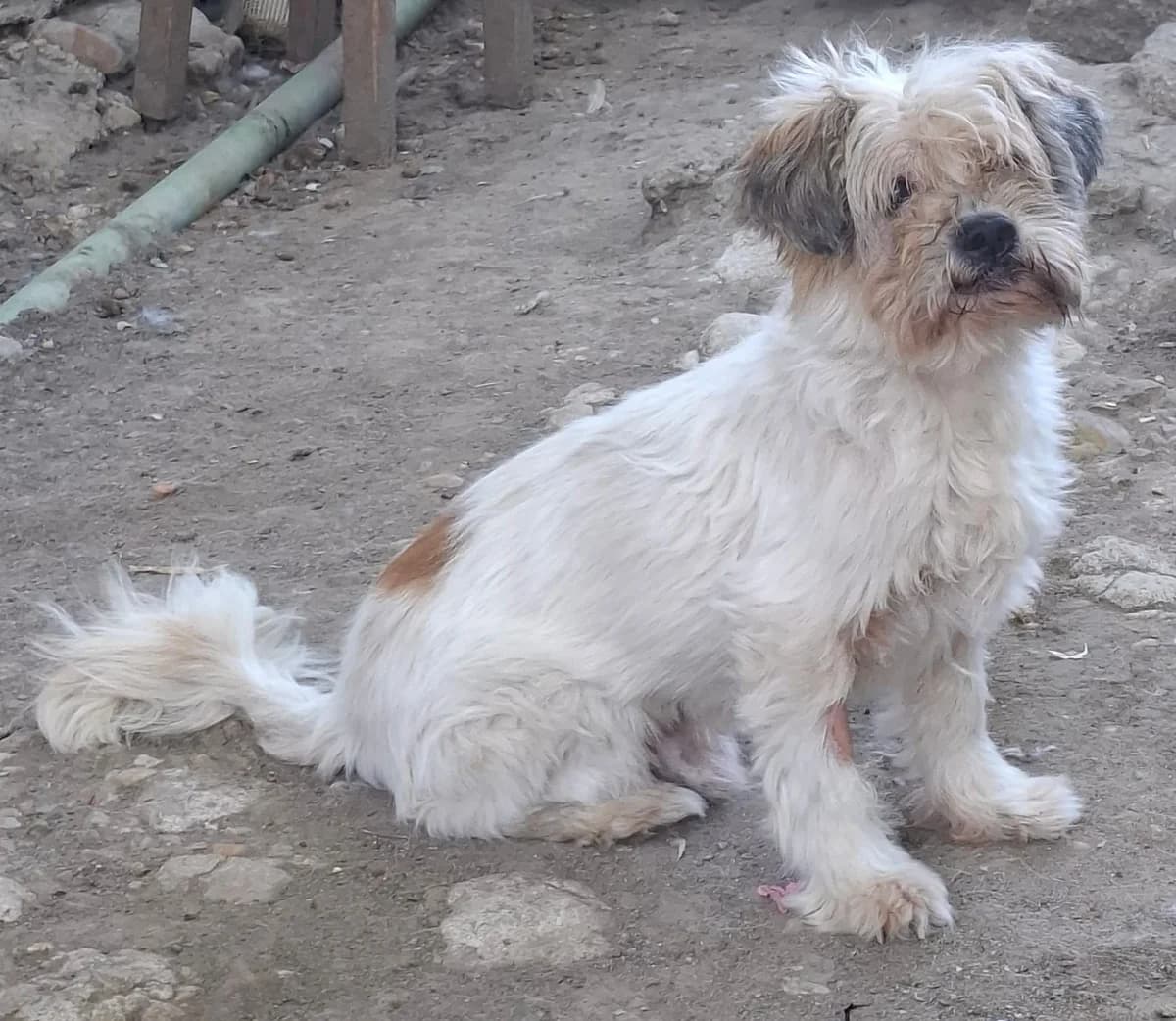 Norocel, male Mixed Breed for adoption at Tierischgeholfen e.V.