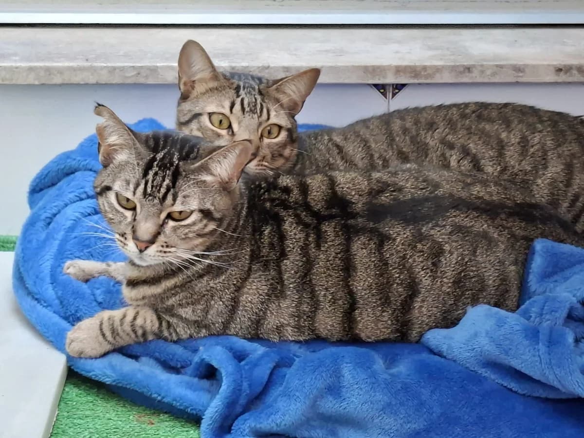 Manila und Messi, Mixed Breed Cat for adoption at Tierischgeholfen e.V.