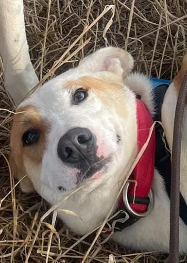 Bonito, male puppy Mixed Breed for adoption at Tierischgeholfen e.V.
