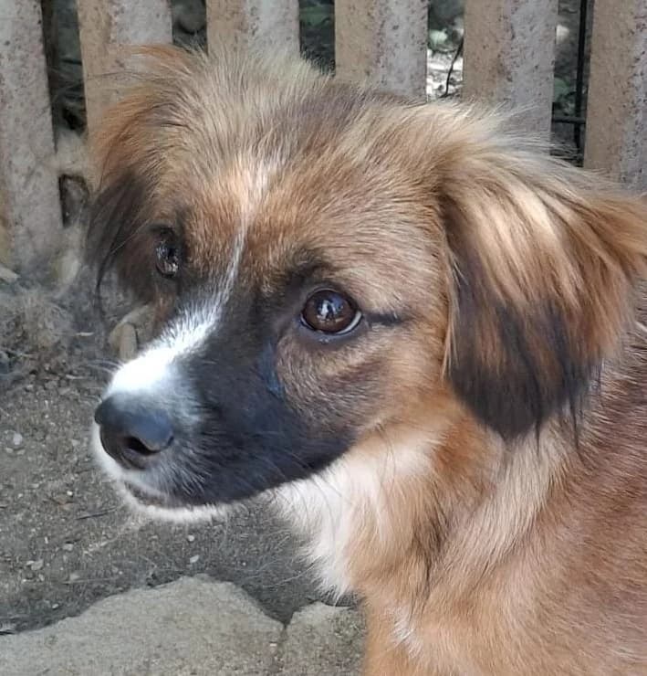 Blondy, female puppy Mixed Breed for adoption at Tierischgeholfen e.V.