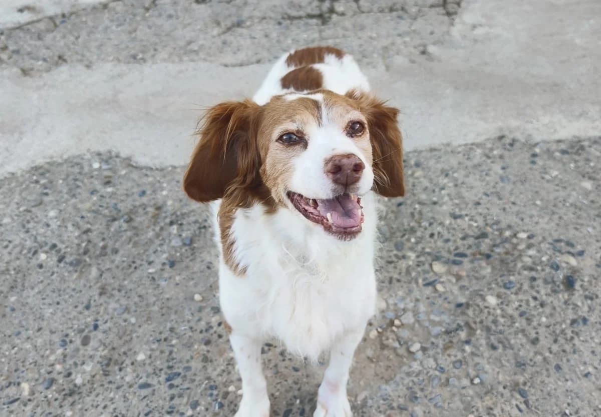 Cuca, female puppy Mixed Breed for adoption at Tierischgeholfen e.V.