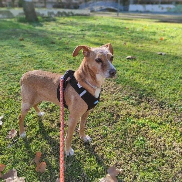 Chica Maria, female young Mixed Breed for adoption at Tierischgeholfen e.V.