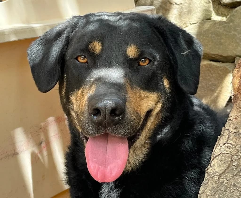 Dave, male Mixed Breed for adoption at Tierleben Deutschland e.V.