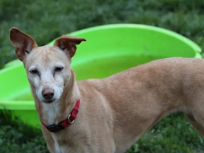 Canela, female Mixed Breed for adoption at Tierleben Deutschland e.V., Landau in der Pfalz