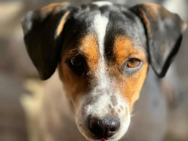 Angelo, male 5yo Beagle for adoption at Tierleben Deutschland e.V., Landau in der Pfalz