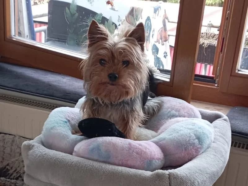 Ayke, male Yorkshire Terrier for adoption at Tierleben Deutschland e.V., Landau in der Pfalz