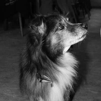 Hund Edgar, senior Mixed Breed for adoption at Tierlebenshof Hunsrück-Mosel e.V., Irmenach