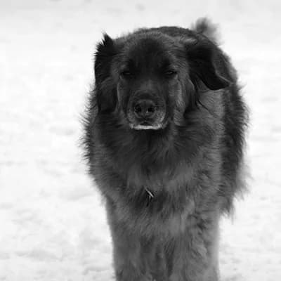 Hundedame Valesca, female senior Mixed Breed for adoption at Tierlebenshof Hunsrück-Mosel e.V., Irmenach