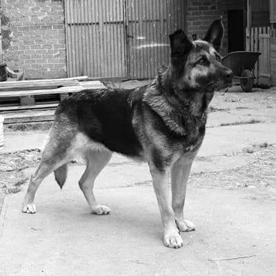 Schäferhund Mischlingshündin Jule, male senior Mixed Breed for adoption at Tierlebenshof Hunsrück-Mosel e.V., Irmenach