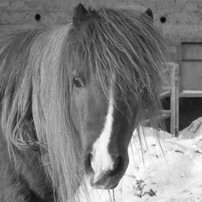Pony Max, Mixed Breed for adoption at Tierlebenshof Hunsrück-Mosel e.V., Irmenach