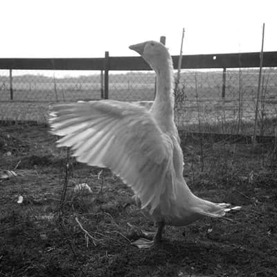 Gans Martin, Mixed Breed for adoption at Tierlebenshof Hunsrück-Mosel e.V., Irmenach