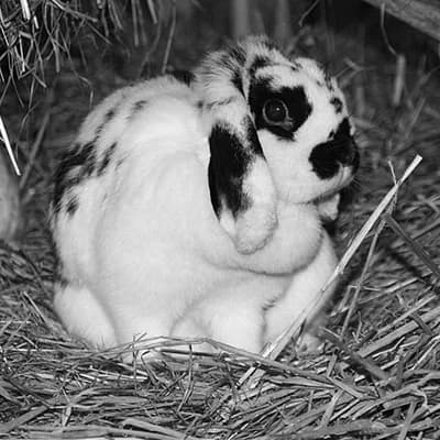 Kaninchen Luna, senior Mixed Breed for adoption at Tierlebenshof Hunsrück-Mosel e.V., Irmenach