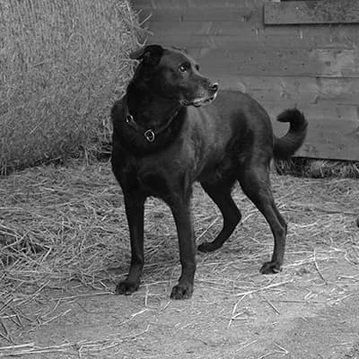 Hund Lenny, male senior Mixed Breed for adoption at Tierlebenshof Hunsrück-Mosel e.V., Irmenach