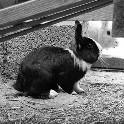 Kaninchen Joé, young Mixed Breed for adoption at Tierlebenshof Hunsrück-Mosel e.V., Irmenach