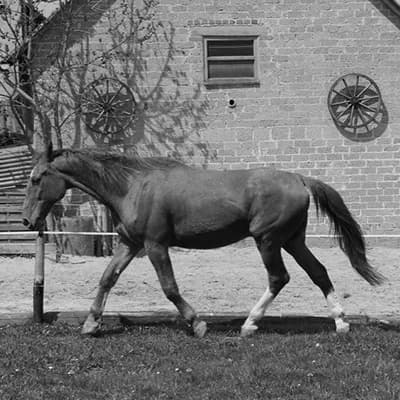 Wallach Ravelle, Mixed Breed for adoption at Tierlebenshof Hunsrück-Mosel e.V., Irmenach