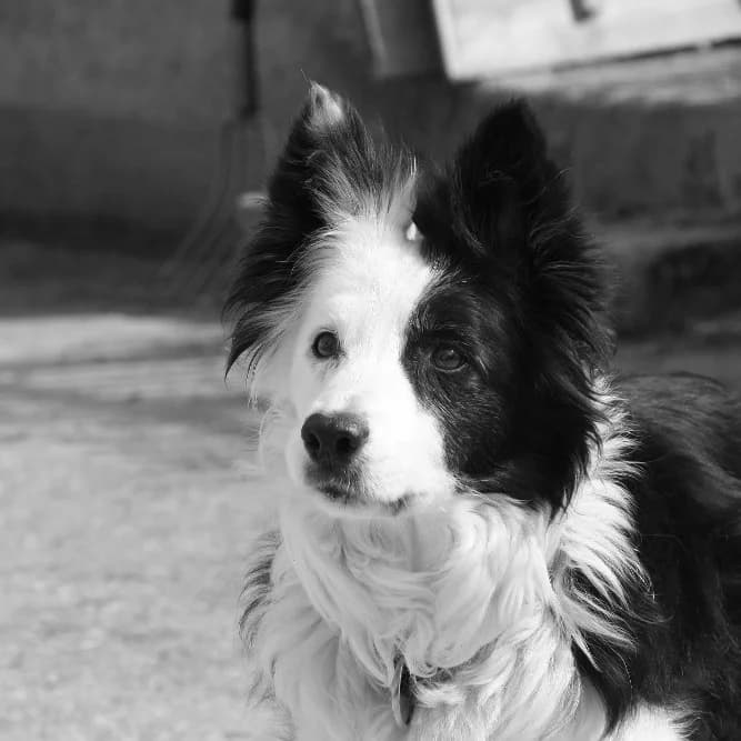 Hundedame Holly, female young Mixed Breed for adoption at Tierlebenshof Hunsrück-Mosel e.V., Irmenach