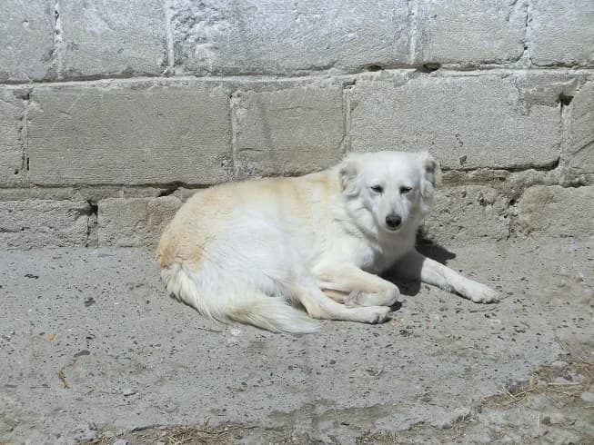 Belianka (w), female 3yo Mixed Breed for adoption at Tiernothilfe Casa Katharina e.V., Nürnberg