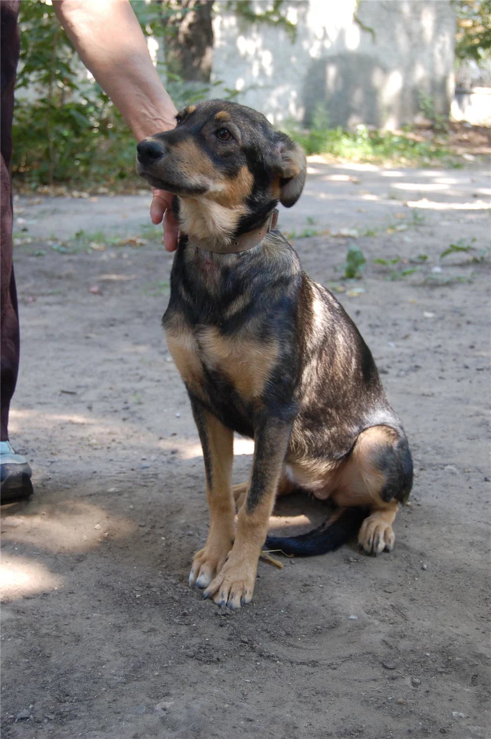 Thea (w), puppy Mixed Breed for adoption at Tiernothilfe Casa Katharina e.V., Nürnberg