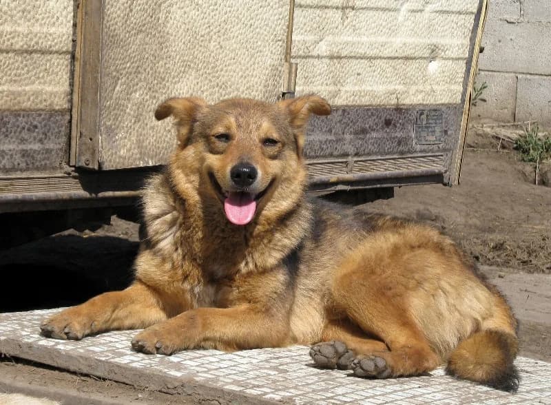 Blanka (w), female Mixed Breed for adoption at Tiernothilfe Casa Katharina e.V., Nürnberg