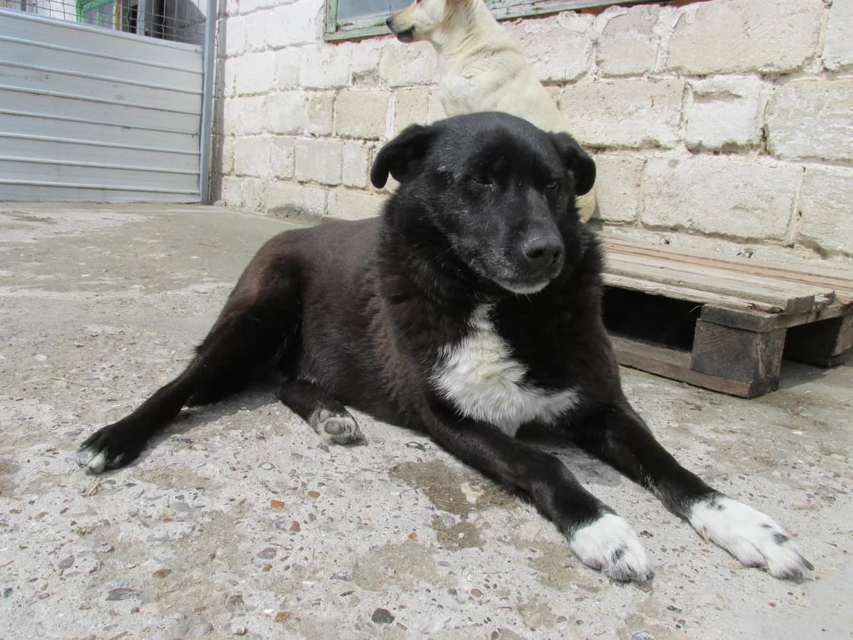 Buyan (m) (A), male 3yo Mixed Breed for adoption at Tiernothilfe Casa Katharina e.V., Nürnberg
